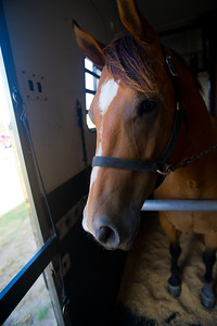 Horse_in_Stall