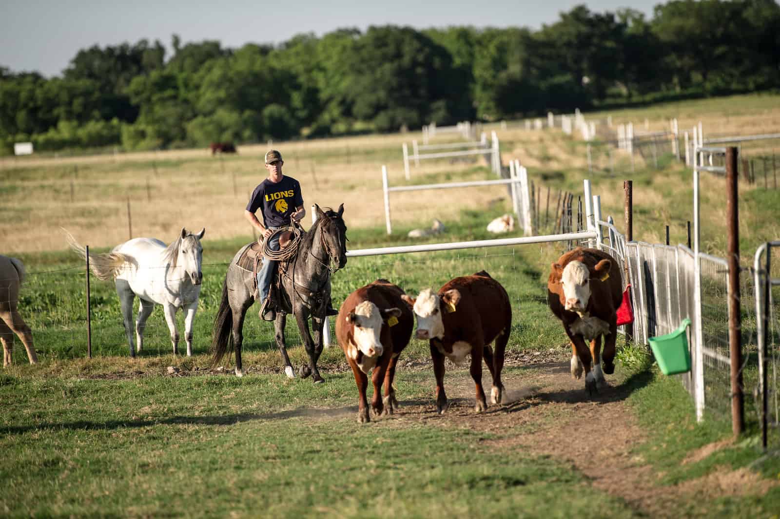 Male rancher walking horse on the cattle field