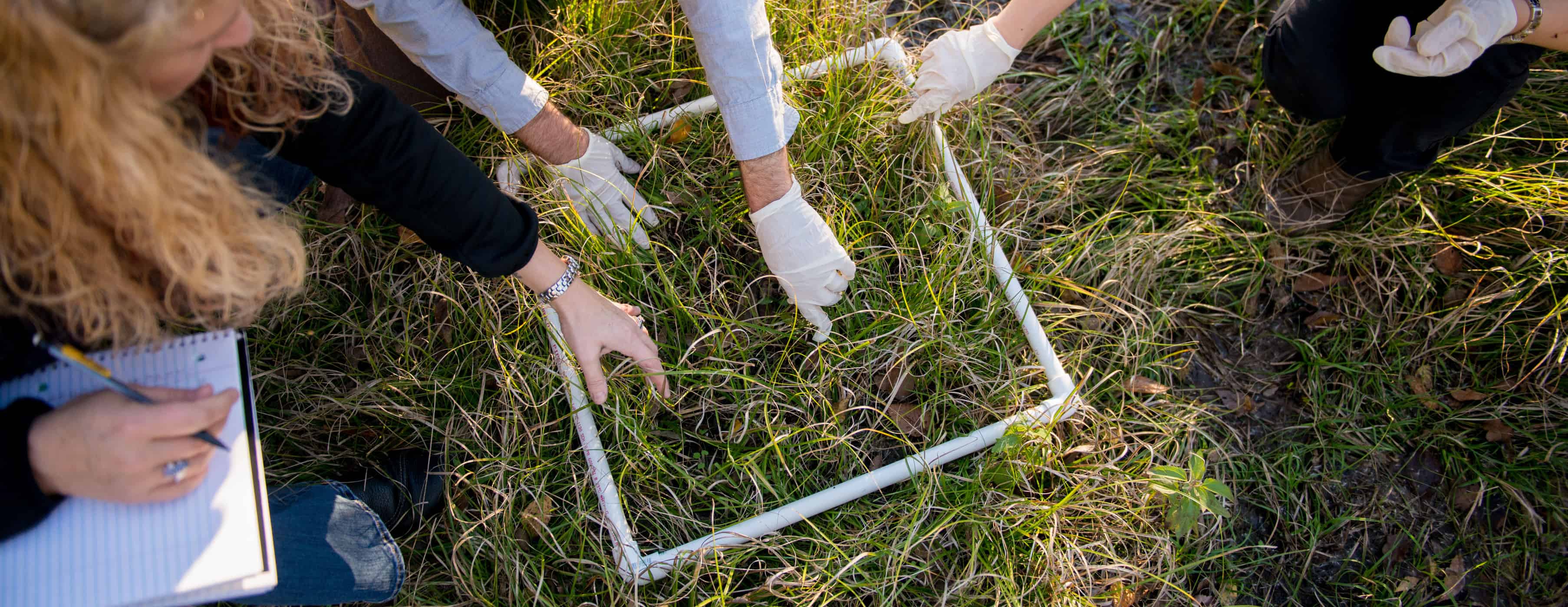 Students taking sample of grass