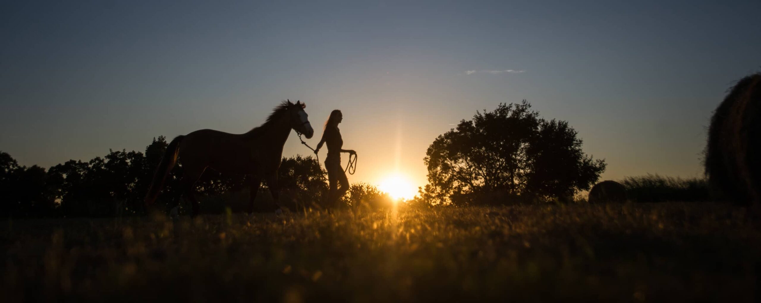 Equine student walking holding a horse background sunset