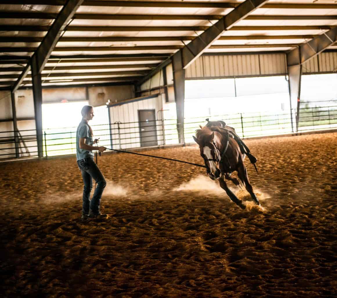 equine trainer