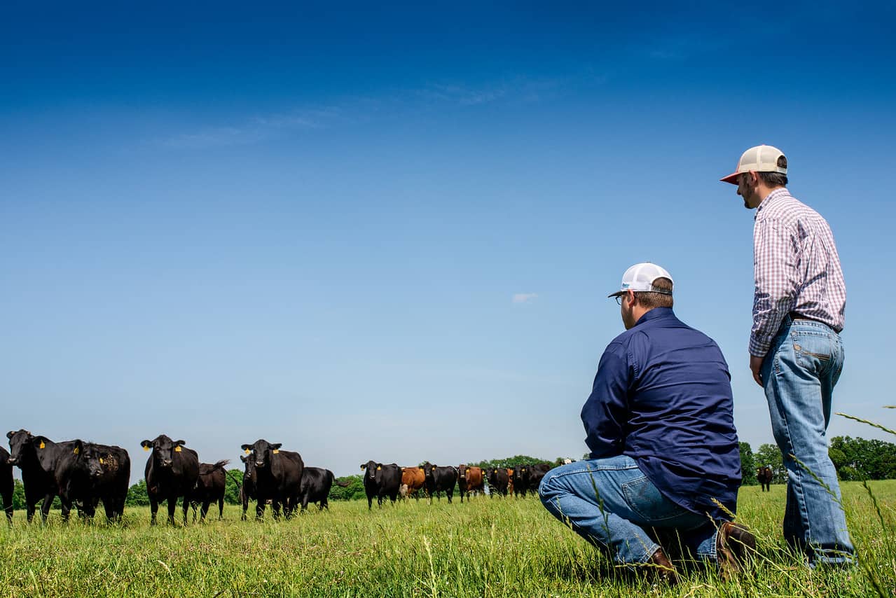 Cows in a field