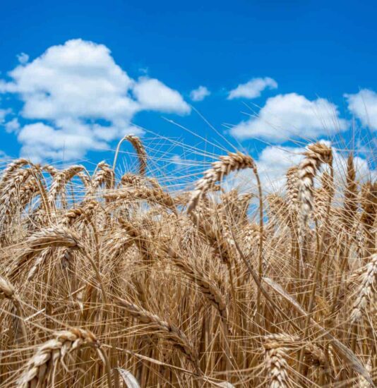 wheat field.