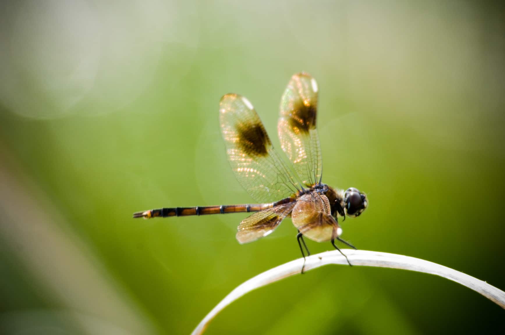 Dragonfly resting on plant