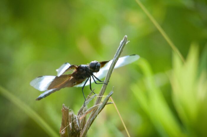 Dragonfly on plant