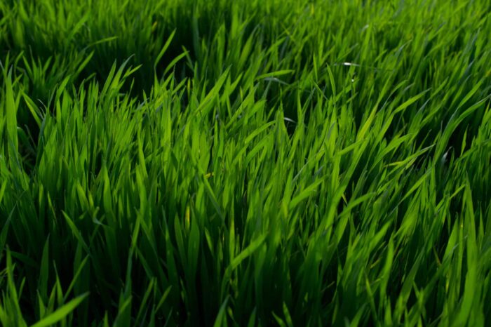 closeup of grass