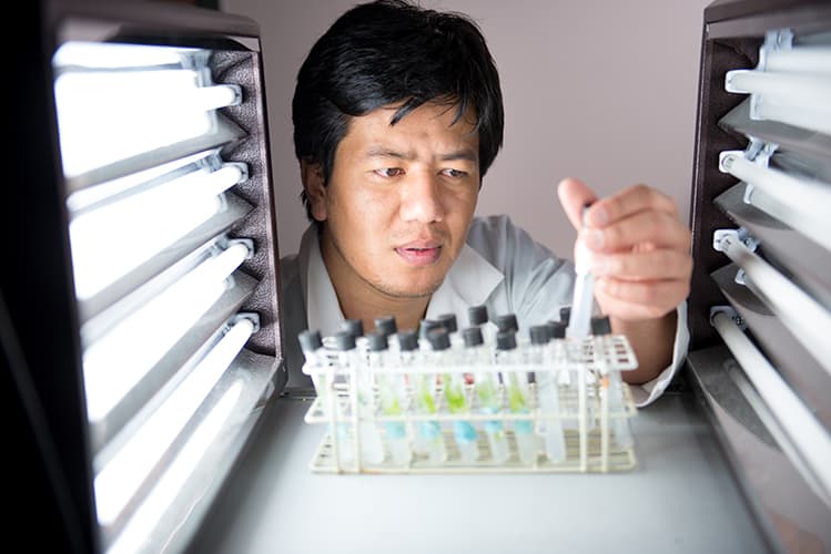 Scientist inspecting test tube samples