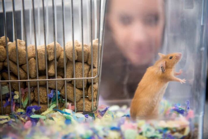 Student looking the Rat placed in a glass container.