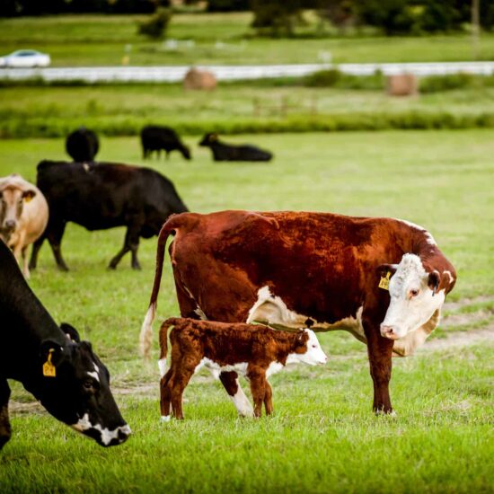 A picture of a cow with a calf.