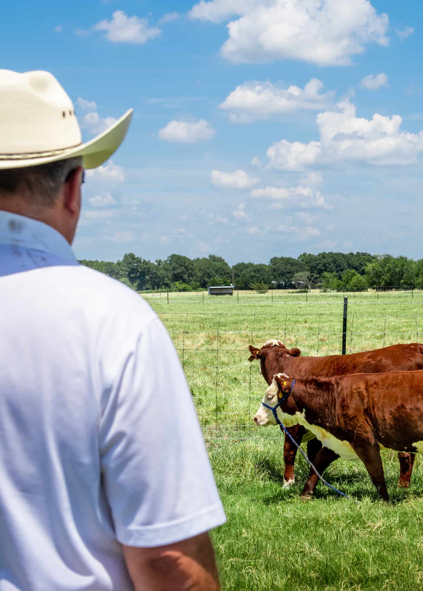 A farmer over looking two cows.