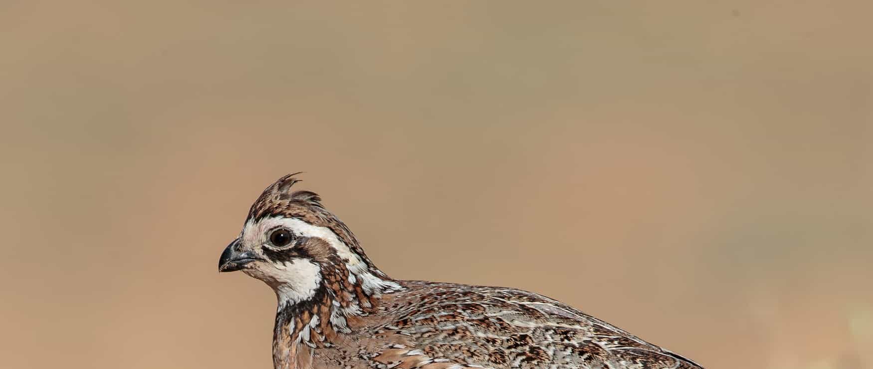 A photo Northern Bobwhite