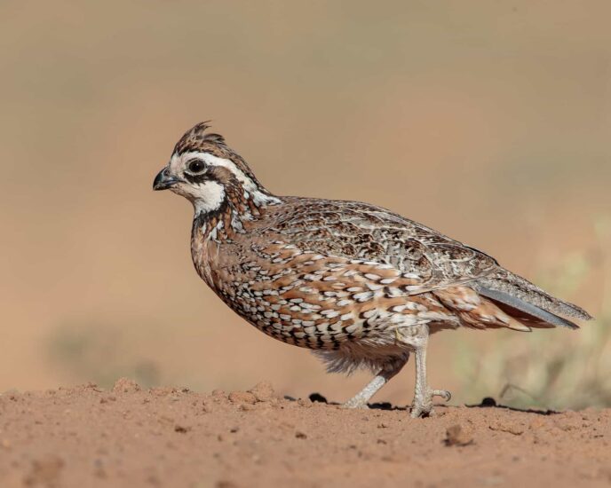 A photo Northern Bobwhite