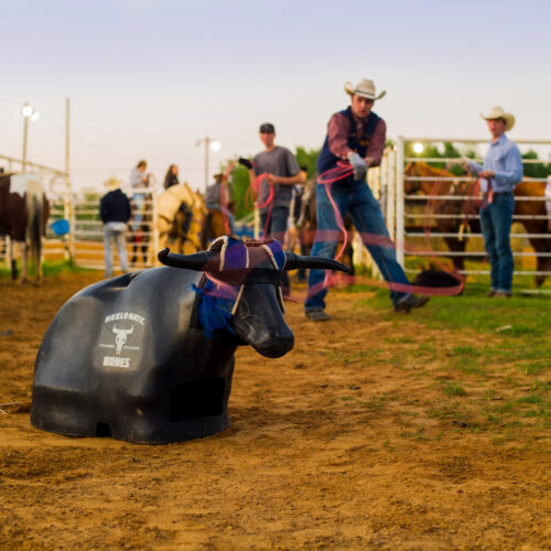 Students roping a plastic steer.