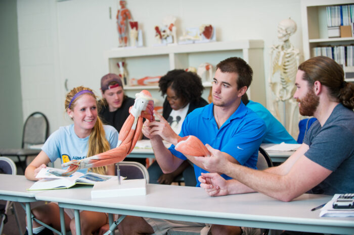 Students inspecting a skeleton with muscle structure.