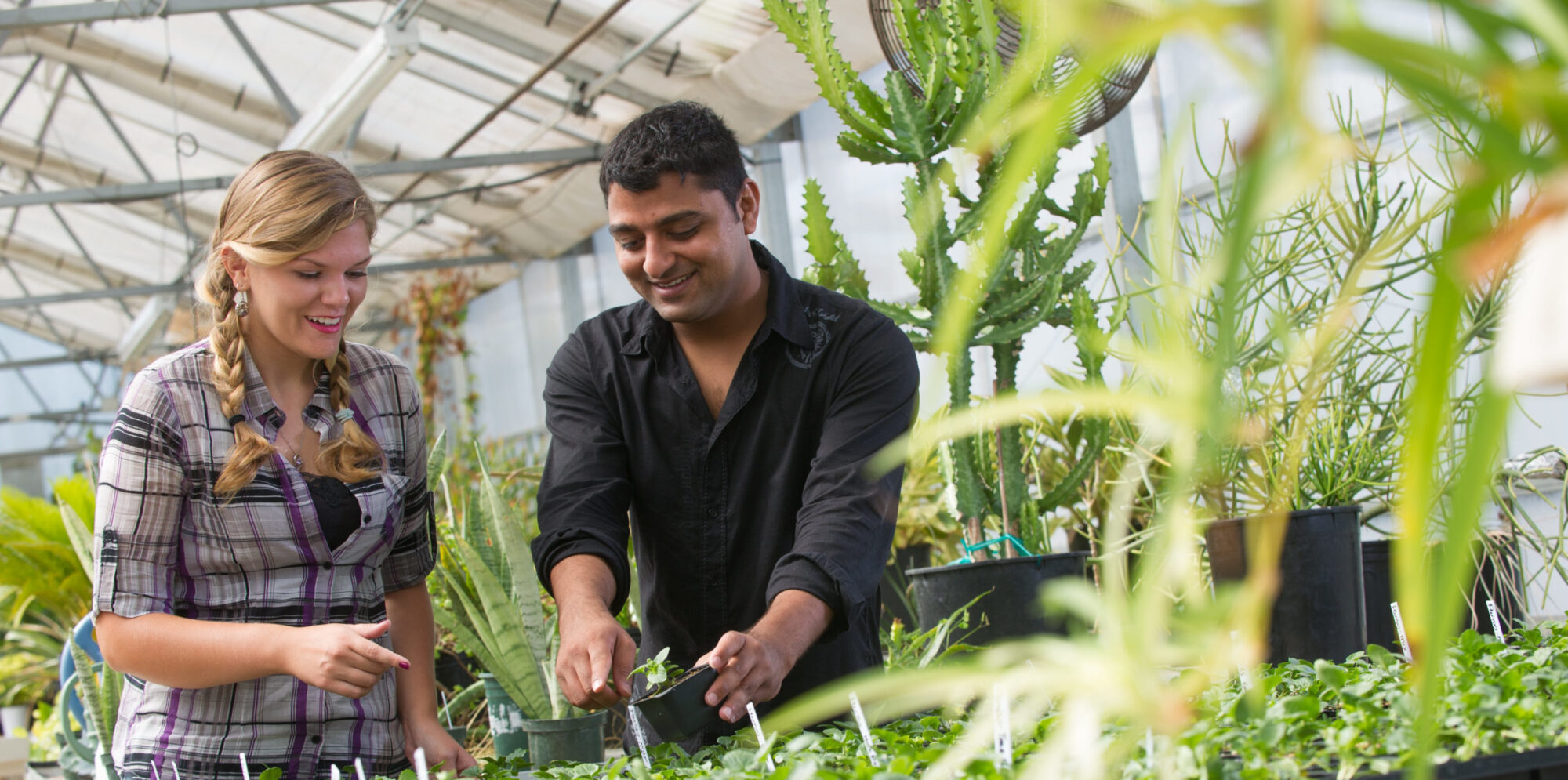 Female and male student working with plants in greenhouse.