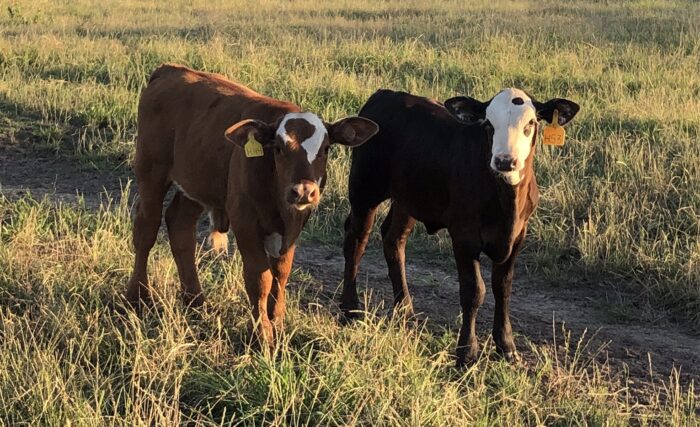 Super Baldy calves