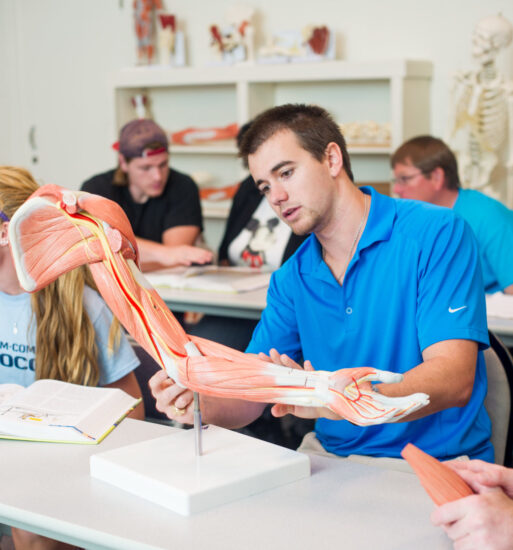 Student studying the anatomy of a muscle skeletal arm.
