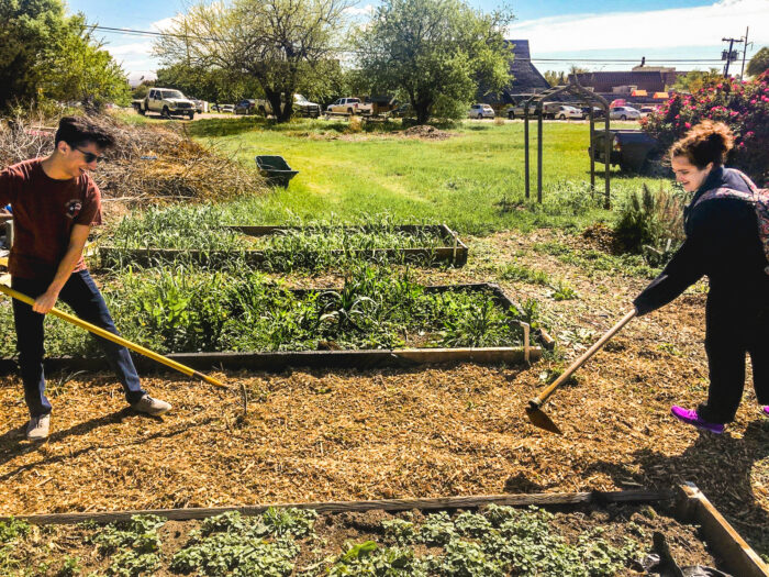 Two students gaining hands-on experience working in a vegetable garden.