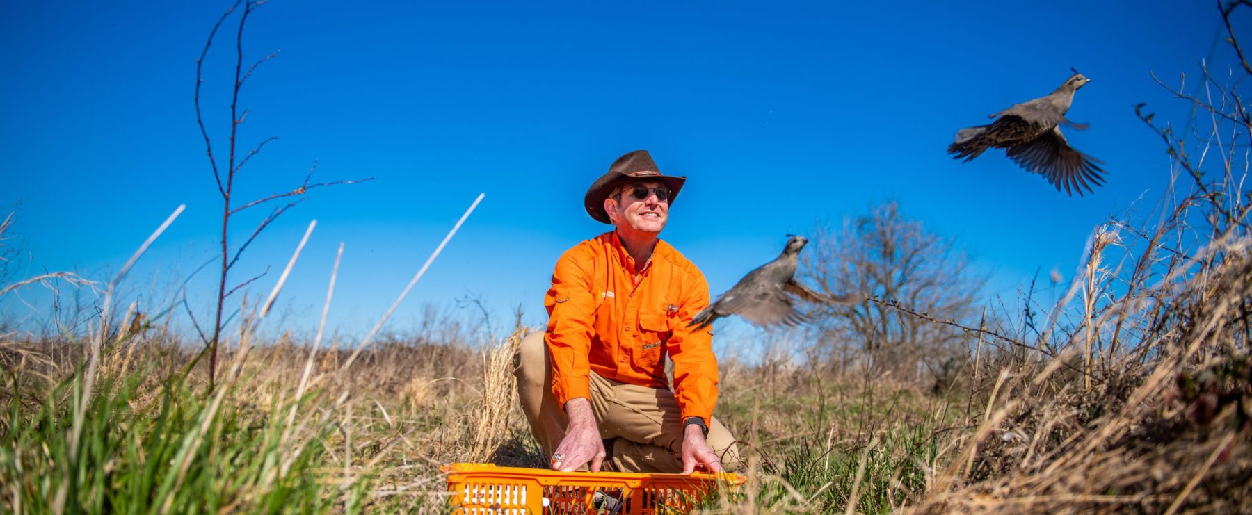 A field researcher watches as a quail takes flight into the wild.