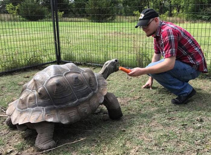A male student feeding a giant turtle.