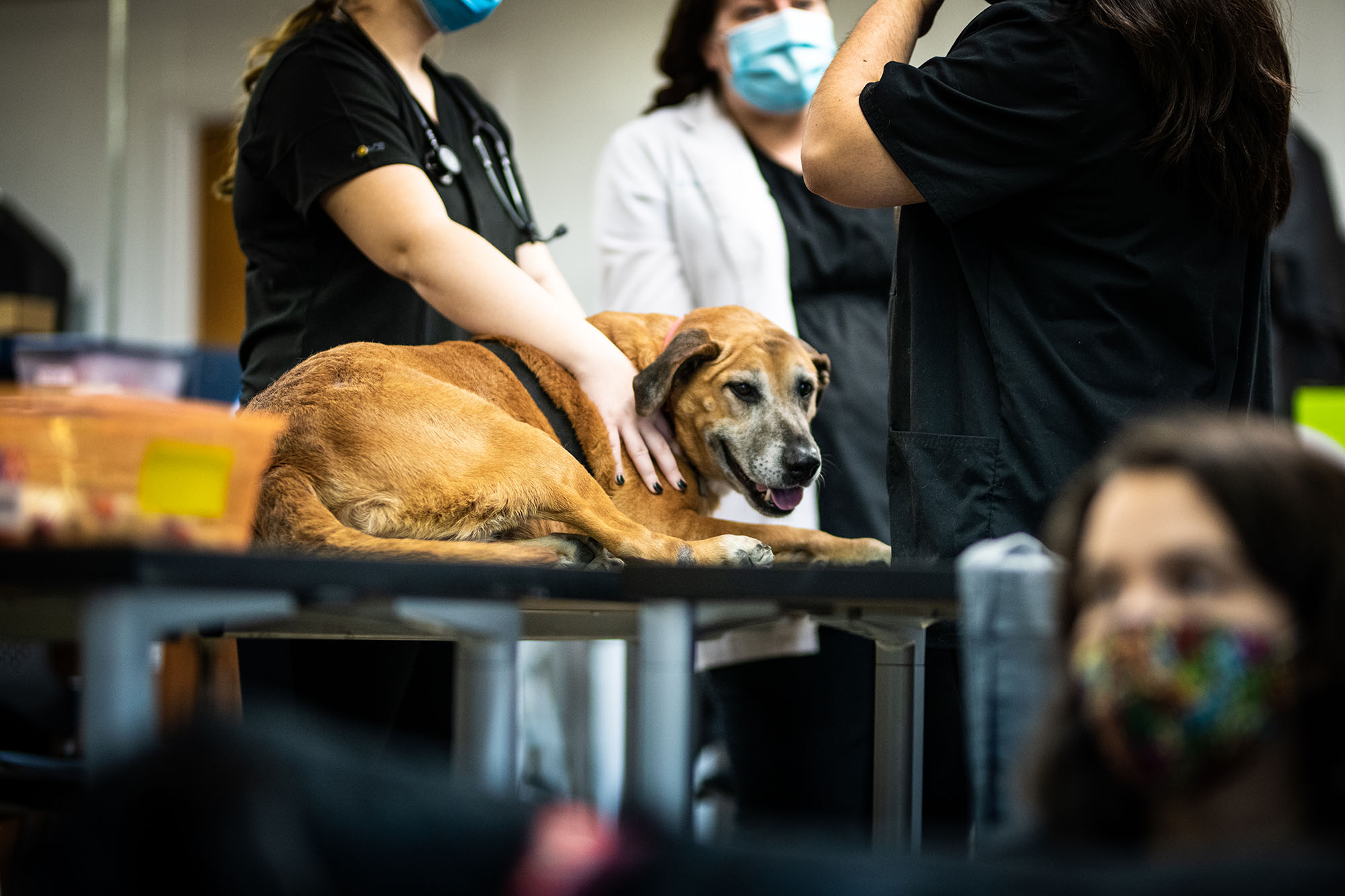 Veterinary Biomedical Technology (BS) - Texas A&M University-Commerce