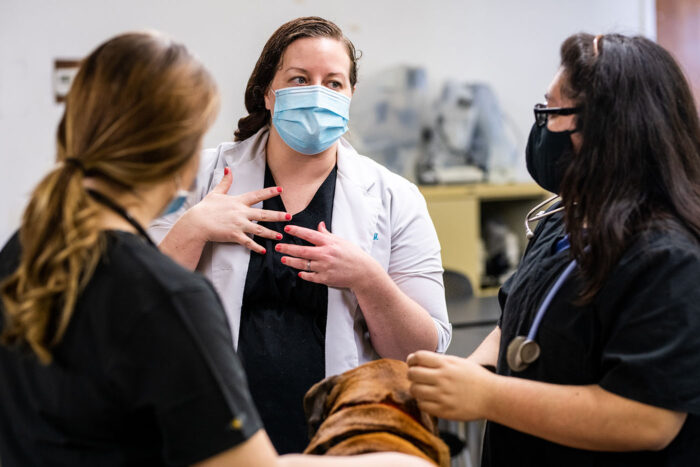 Three veterinarians examine a dog.