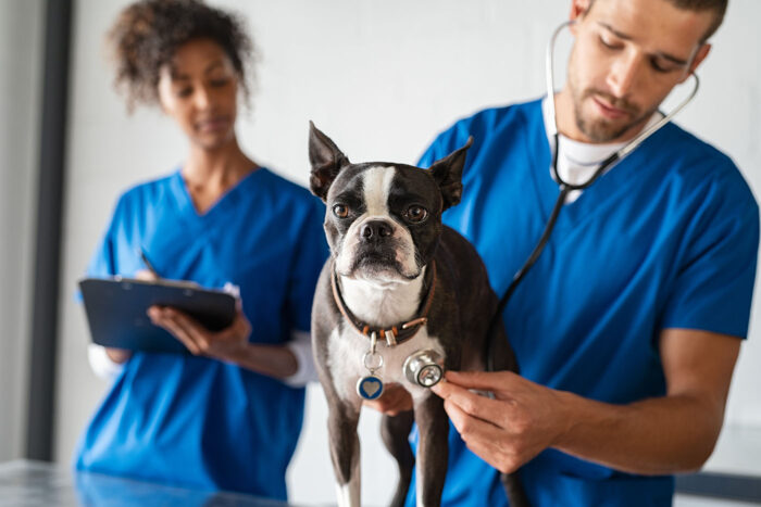 Dog being examined by a veterinarian.