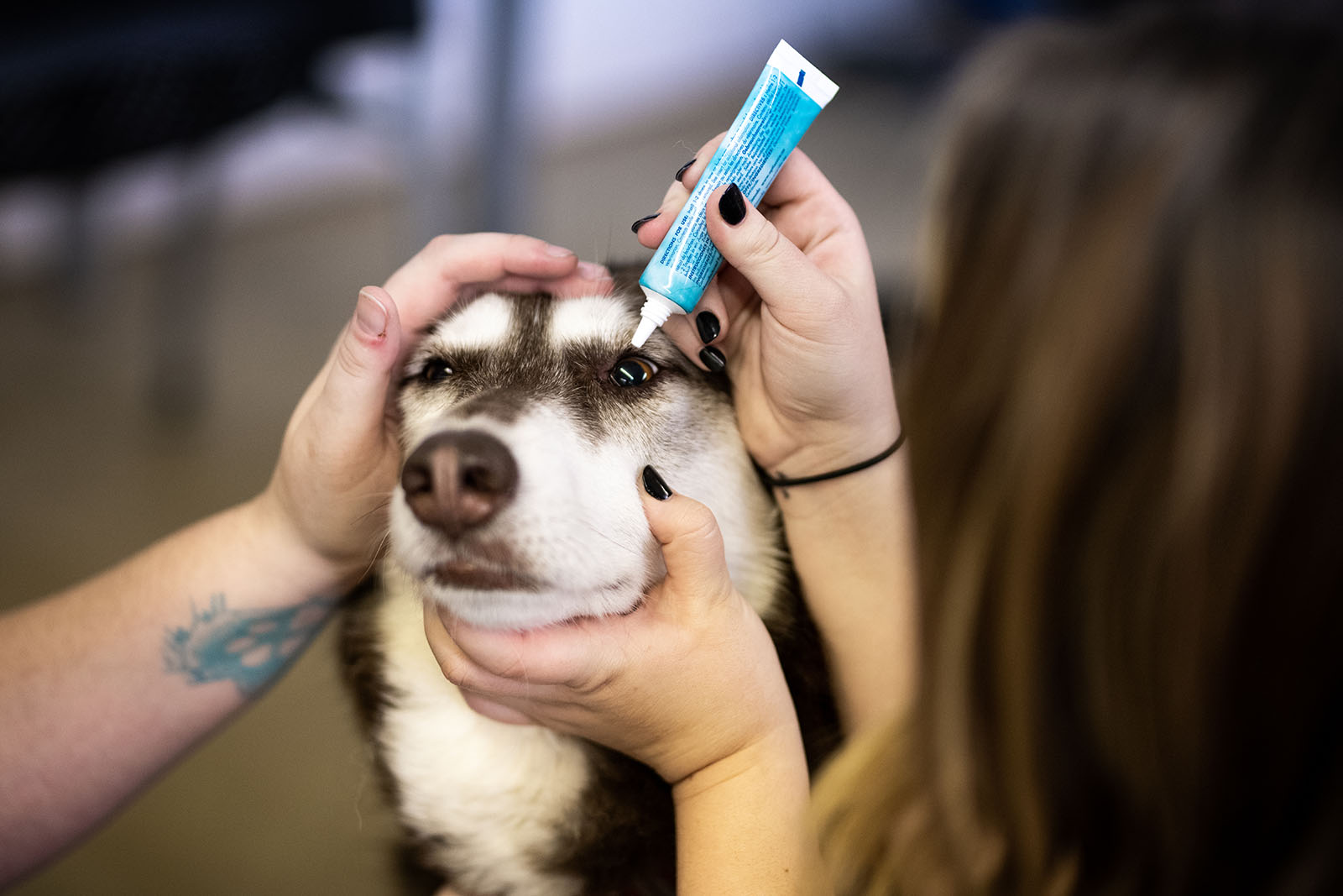 veterinarian applying medicine on dog's  eye.