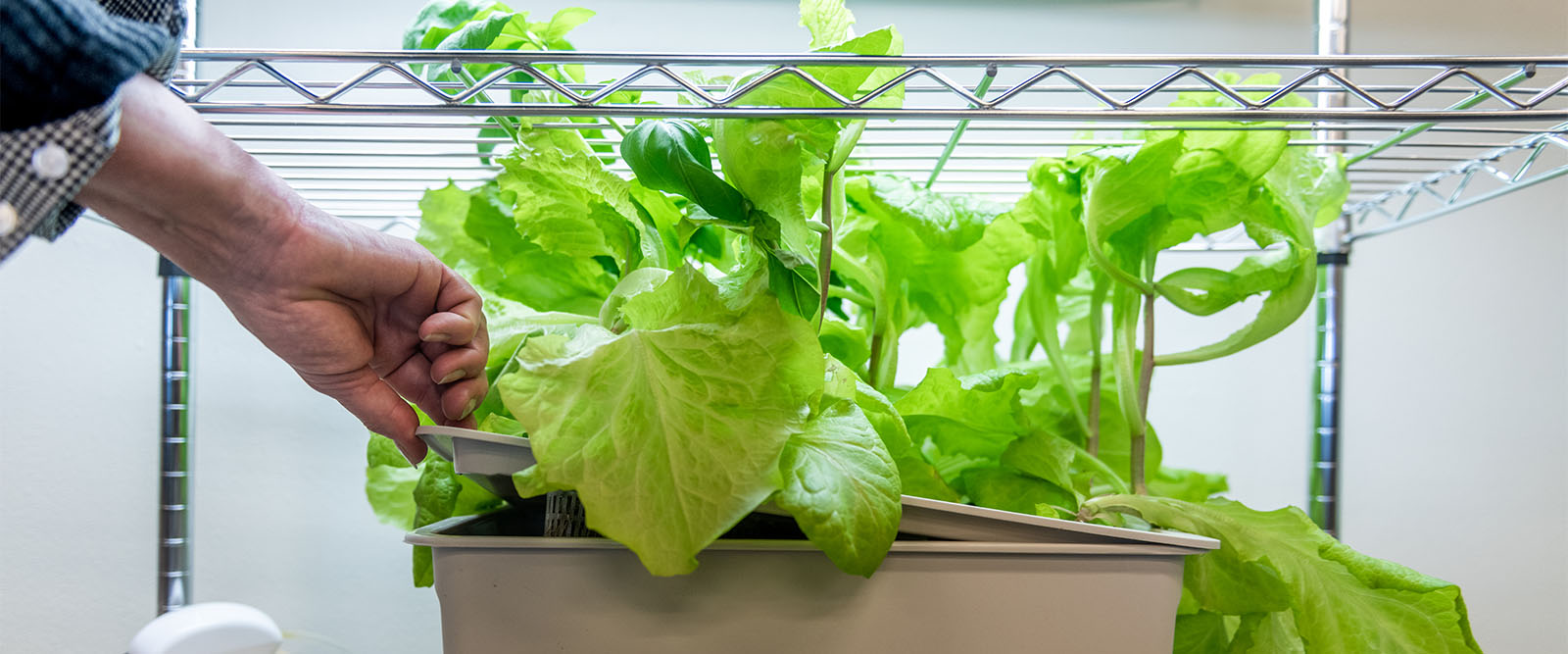 Plant on a shelves. 