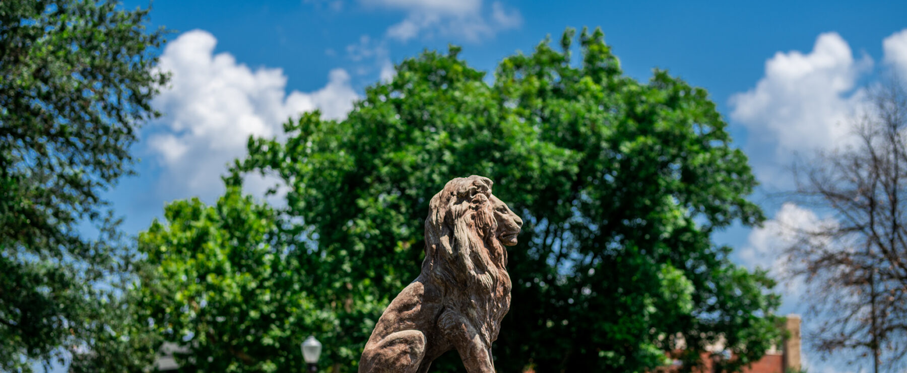 TAMUC lion statue