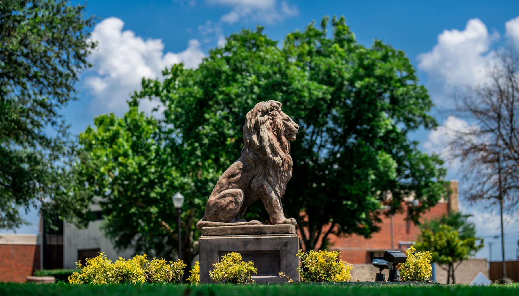 TAMUC lion statue