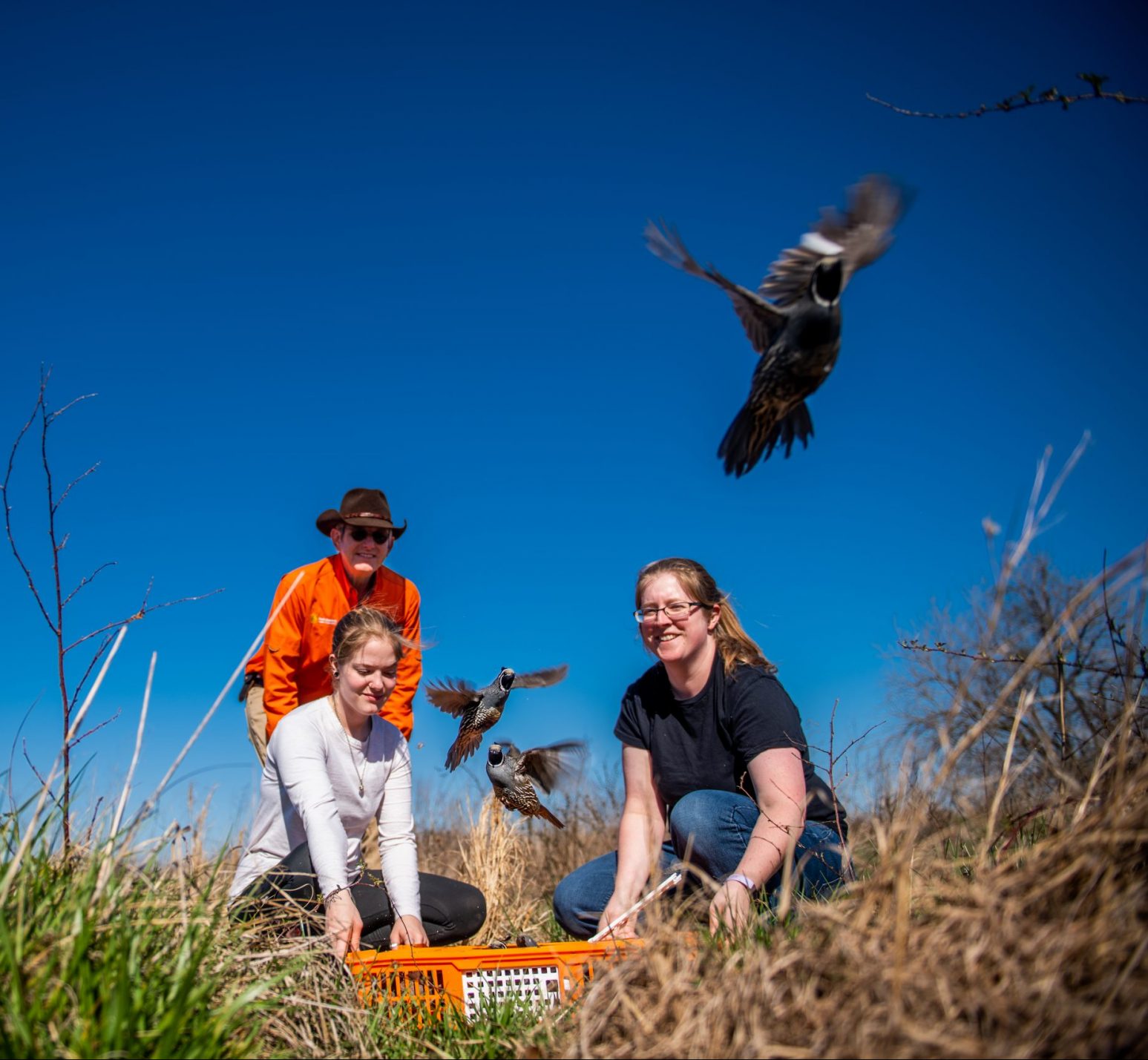 Dr. Reyna and student setting quails free.