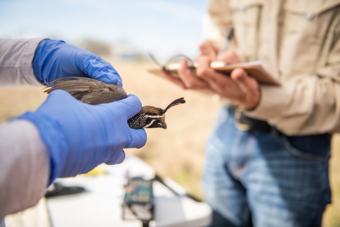 Two individual hand's, one holding a quail while the other is writing the data.