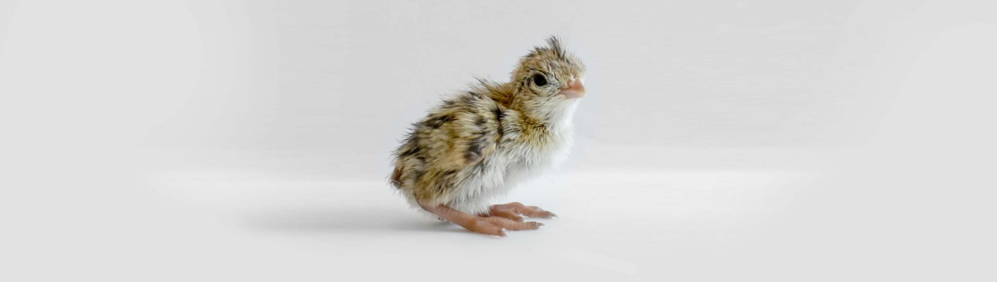 A quail chick.