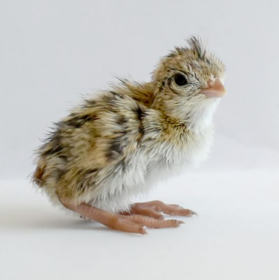 A quail chick