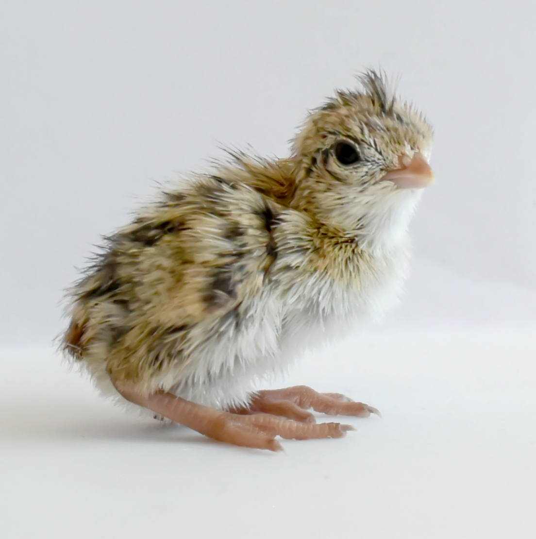 A quail chick