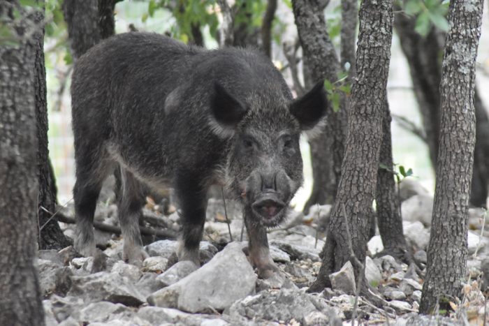 A Feral hog