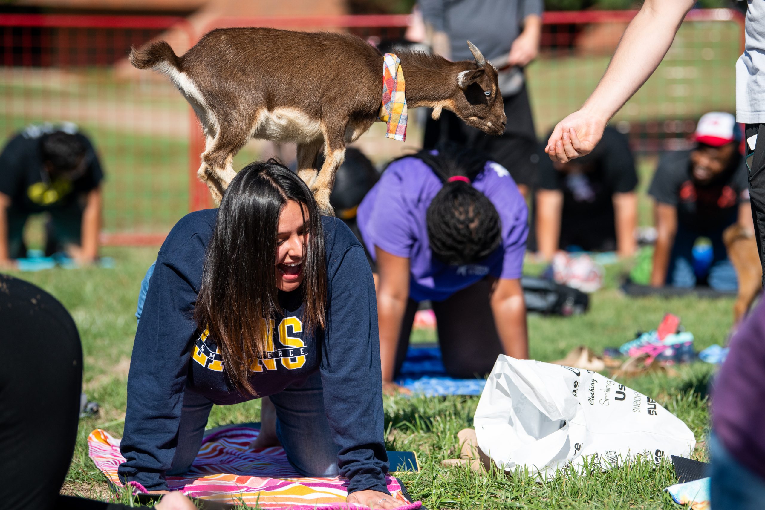 Students performing yoga with goats.