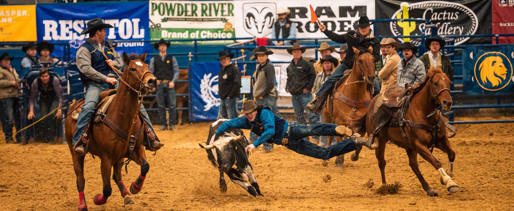 A person jumps off of a horse to tackle a steer during a rodeo event.