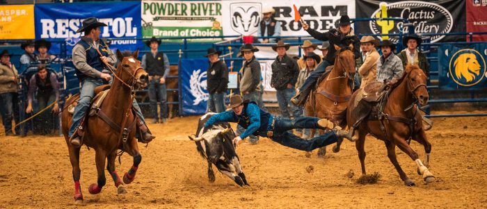 A person jumps off of a horse to tackle a steer during a rodeo event.