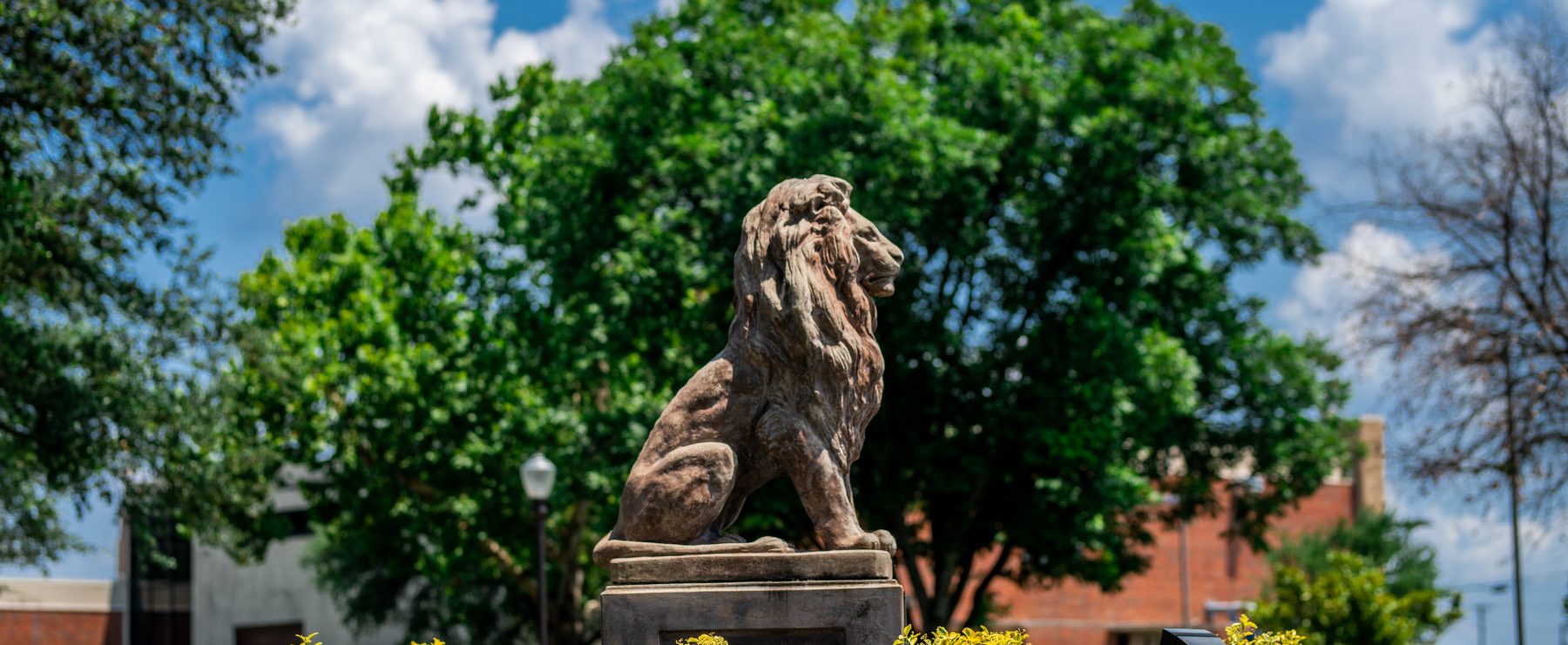 A lion statue on the campus of Texas A&M University-Commerce
