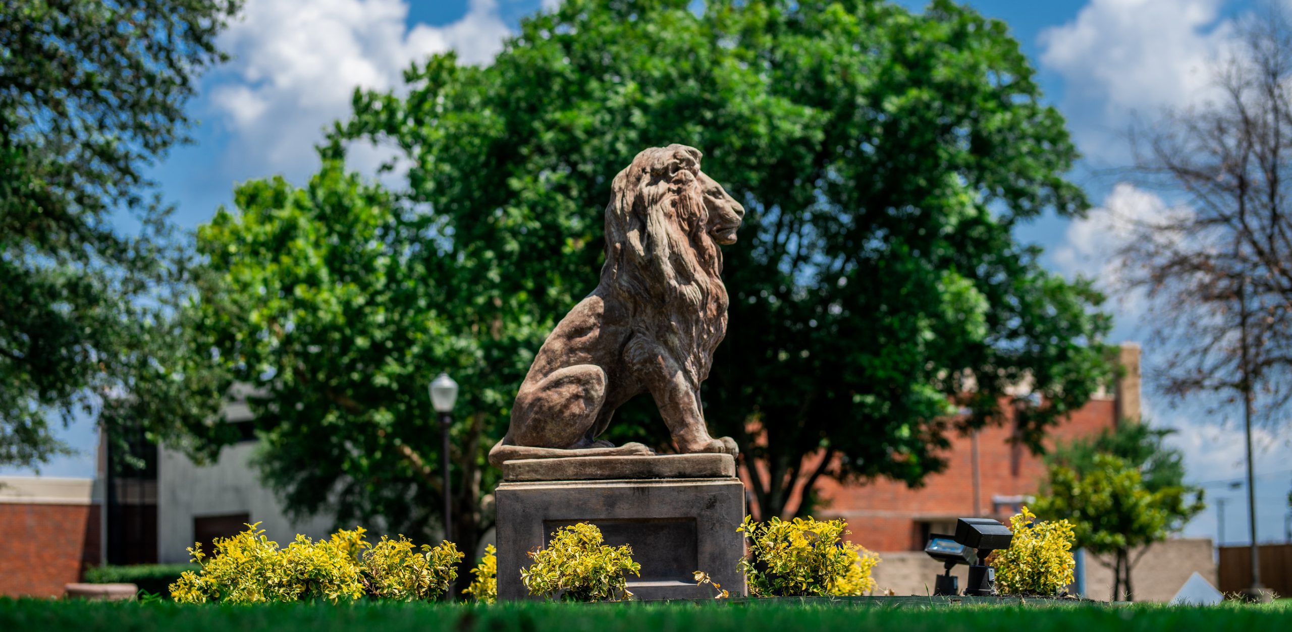 A lion statue on the campus of Texas A&M University-Commerce