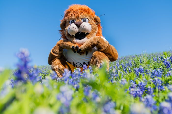 The mascot for A&M-Commerce, a lion sitting on blue bonnets.