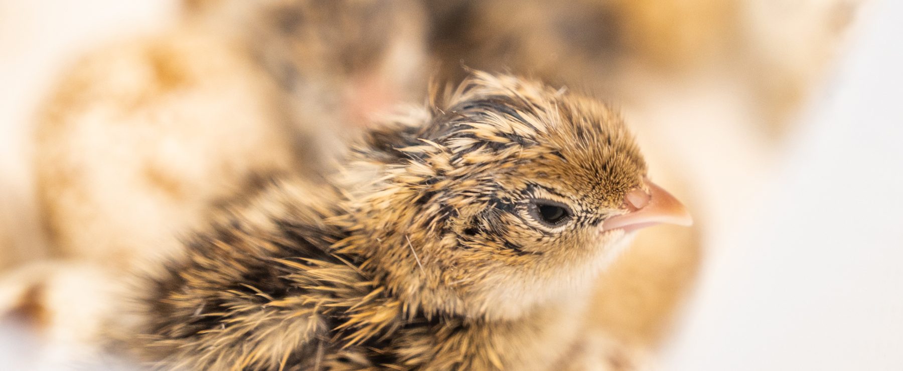 A quail emerges from its shell.