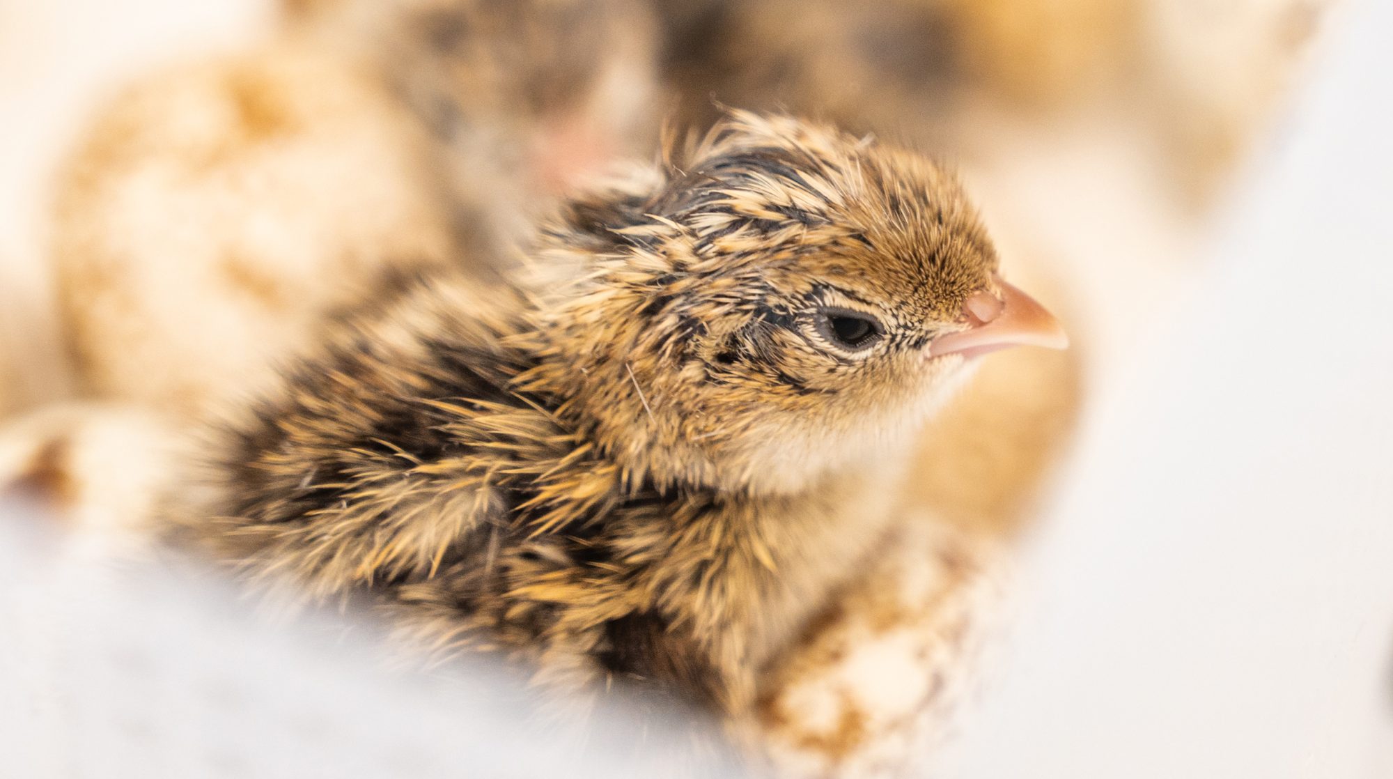 A quail emerges from its shell.