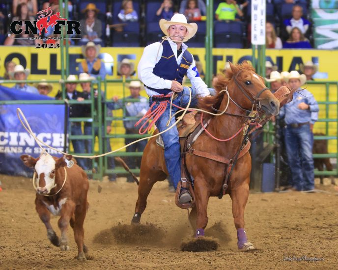 A competitor in a rodeo lassos a calf while riding a horse.