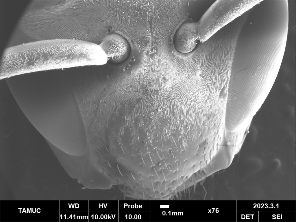 A wasp head viewed at a microscopic level.