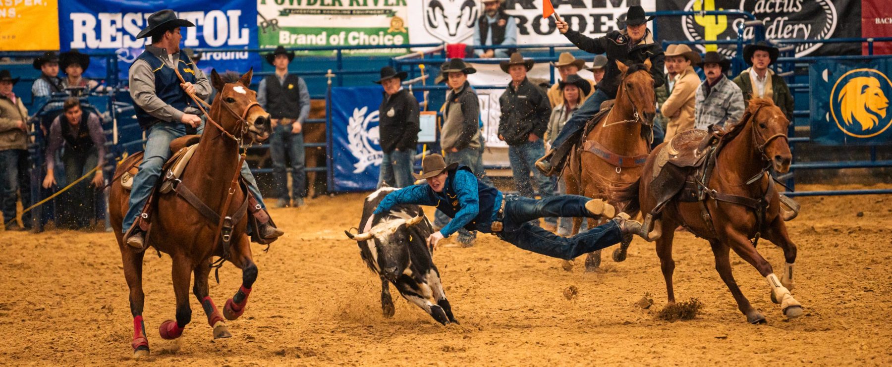 Rodeo athletes in a team roping competition. One horse rider looks on while another leaps off of their horse to tackle a calf.