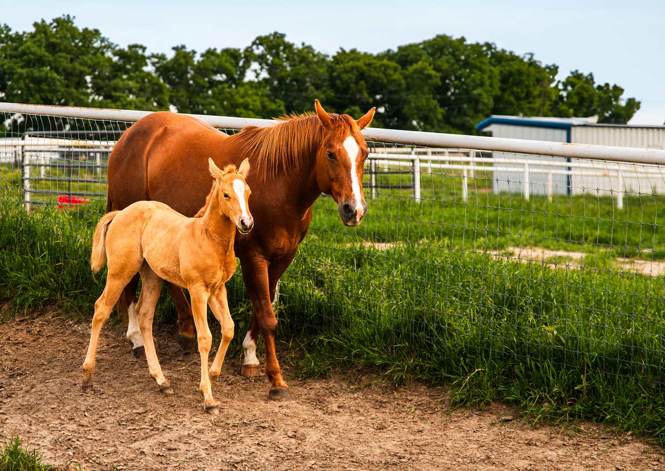 A mother horse walking with her foal.