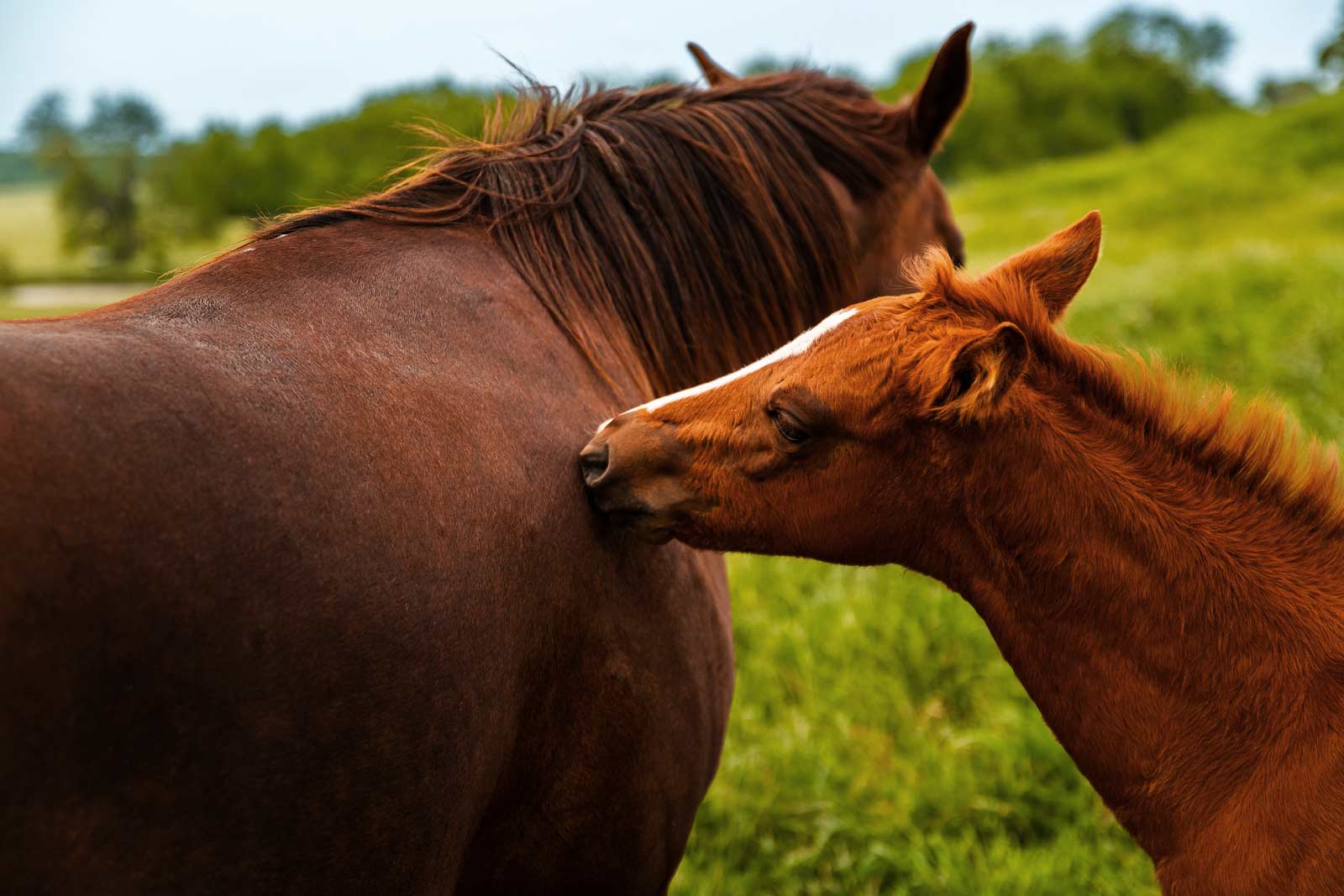 A foal licking the back of his mothers coat. 